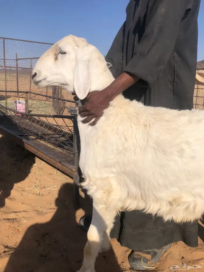 فحل عمر 7 شهور 3