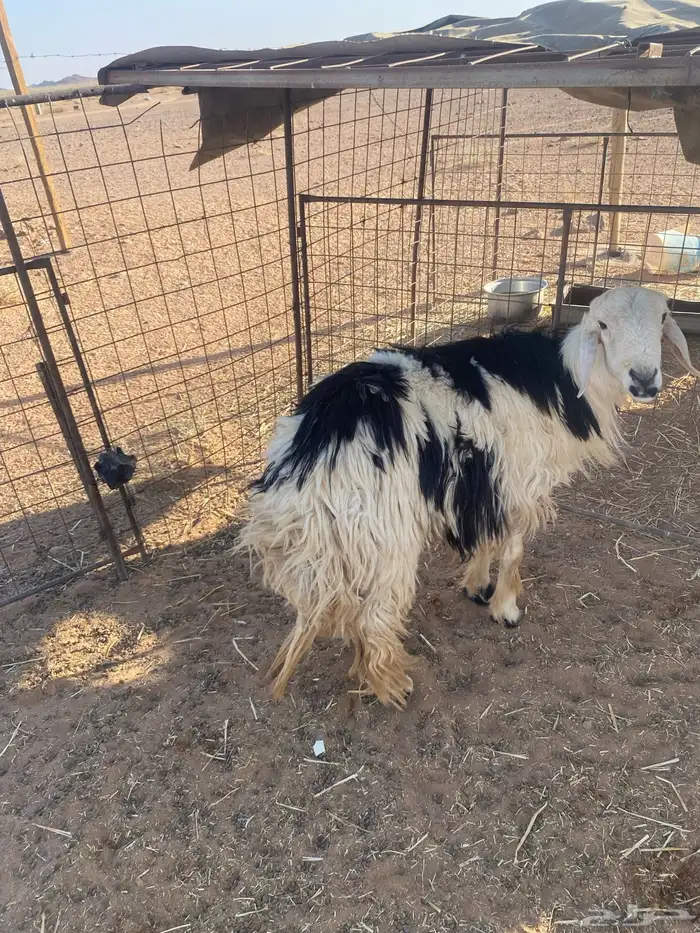خروف رباع نجدي 1