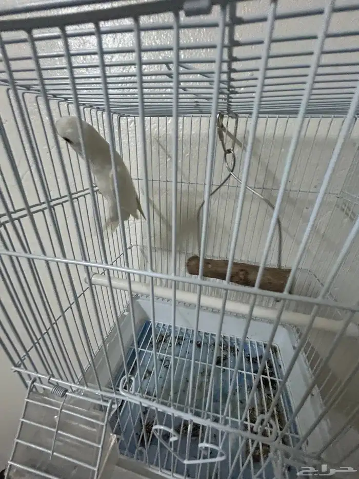 فرخ روز البينو (تم البيع) 2