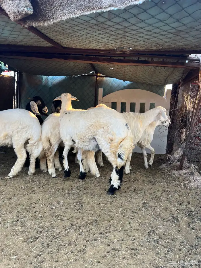 رخال صنف فاخرة 2