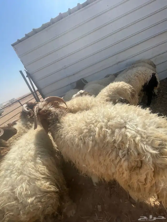 بهم خرفان فاخره كناور 4