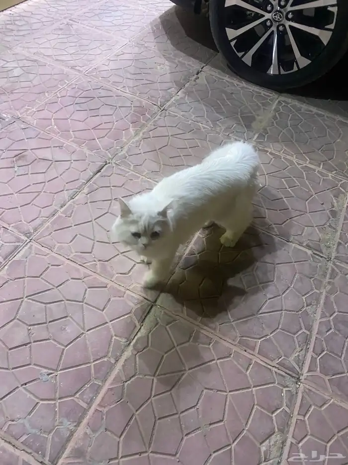 قطه ضايعه فالنزهه 0