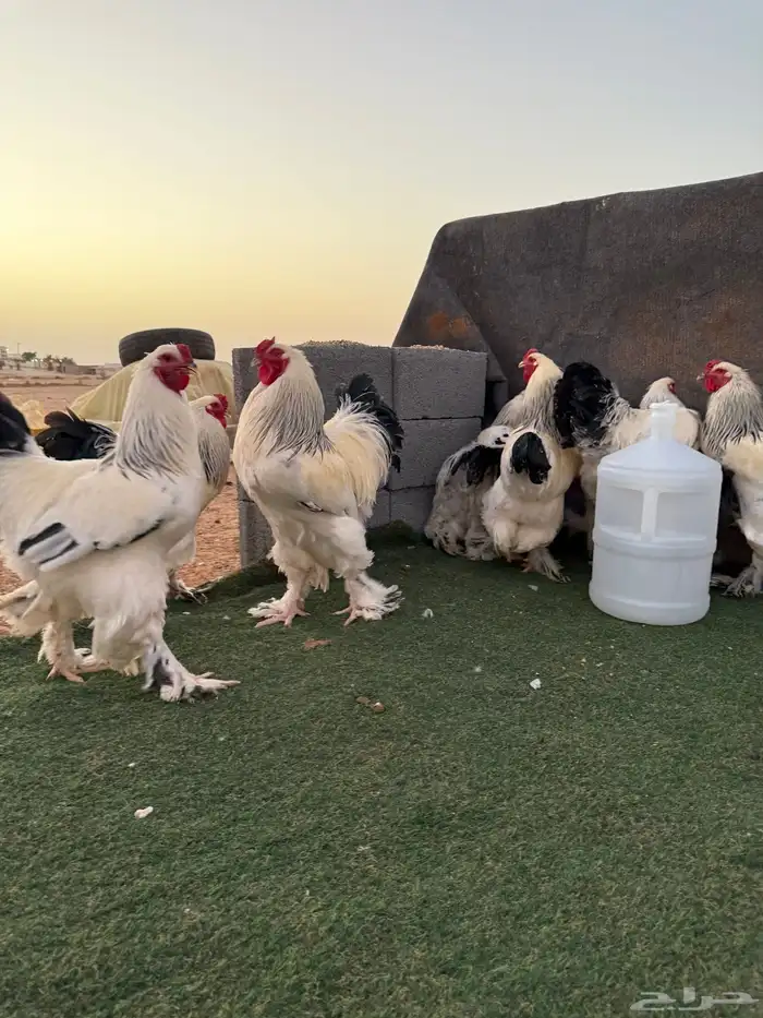 الجوف طبرجل 2