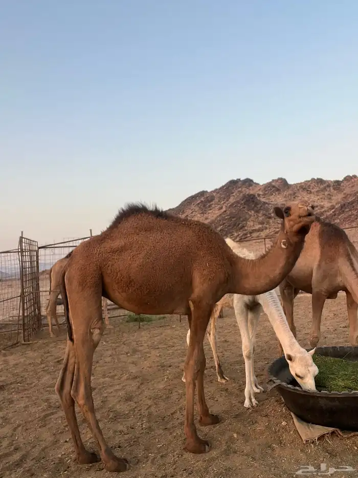 بكار للبيع 1