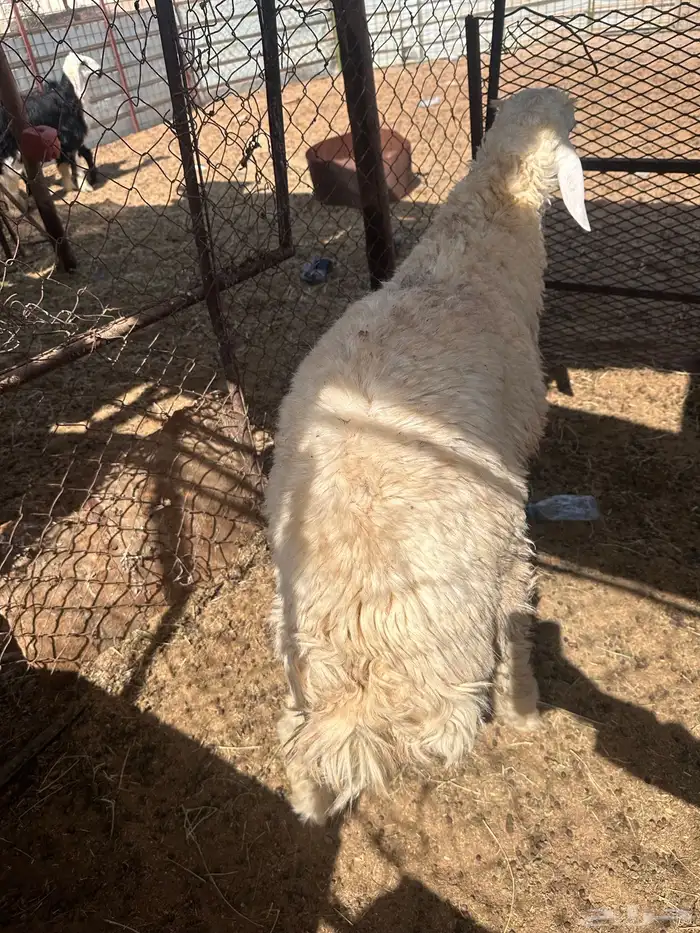 طلي مقفل نضيف شرط 0