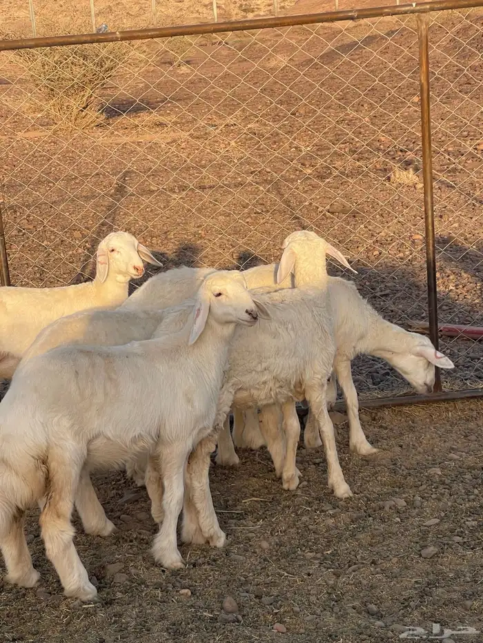 رخال ( تم البيع ) 2