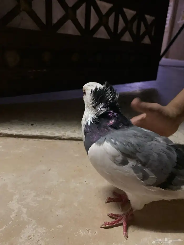 حمام 0