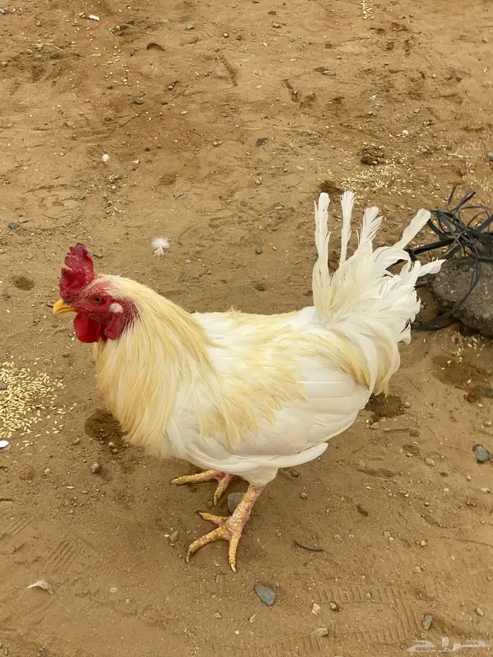 ديك بلدي 1