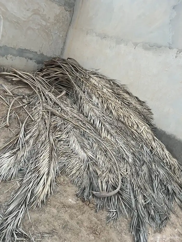 جريد 3