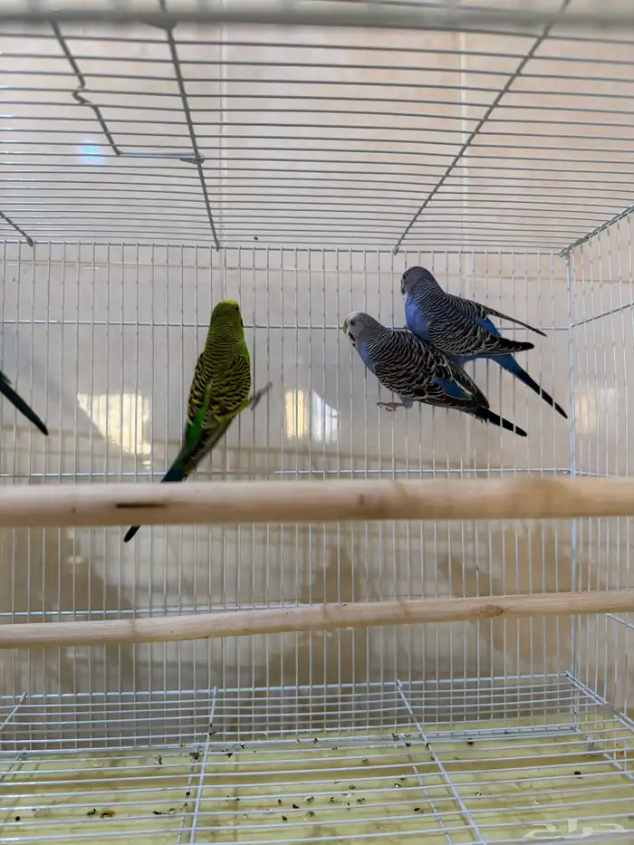 للبيع طيور حب بادجي 1