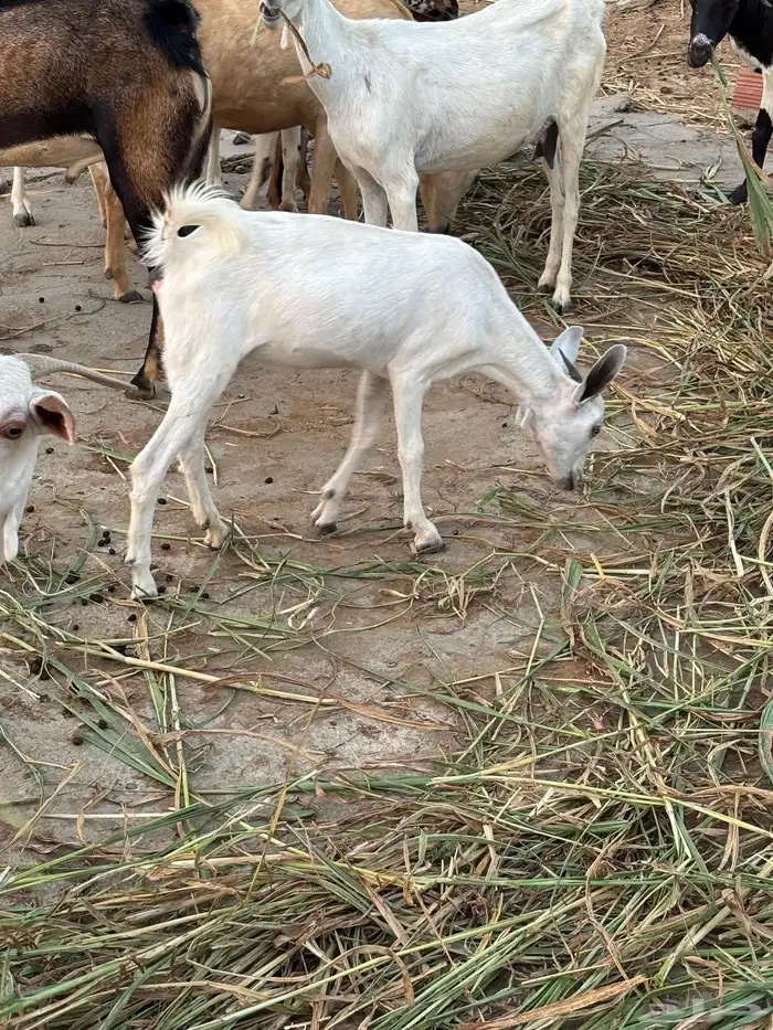 جفره عمرها 7 شهور المخواة 0