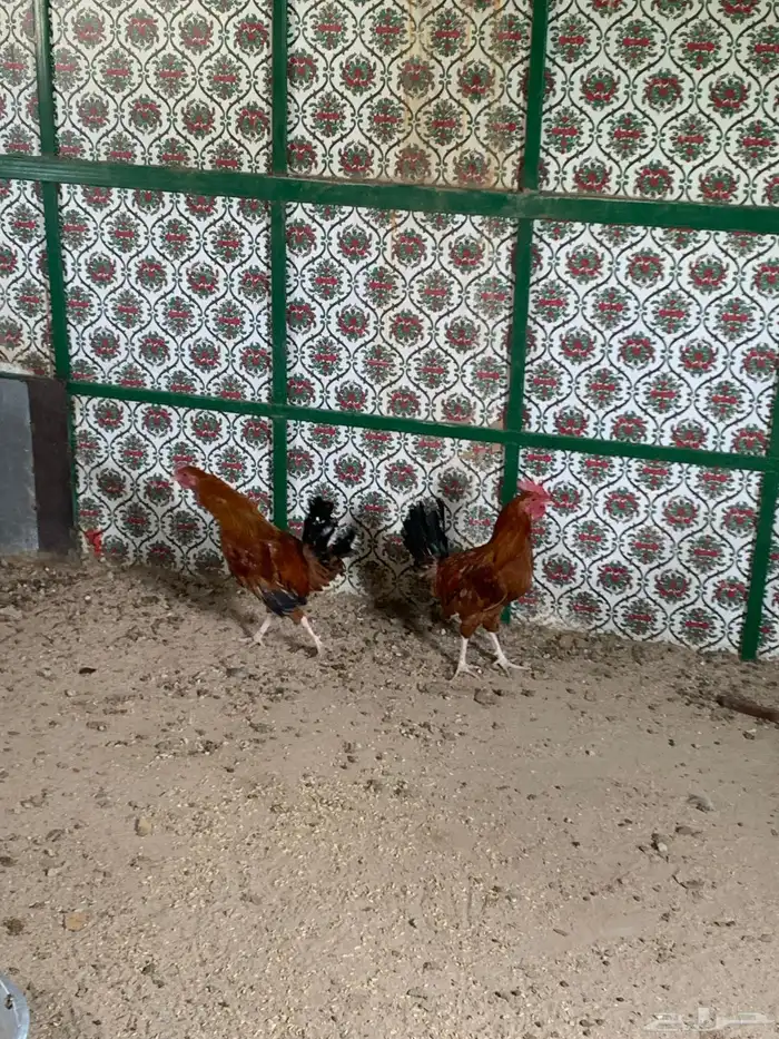 ديكين للبيع العدد  2 6