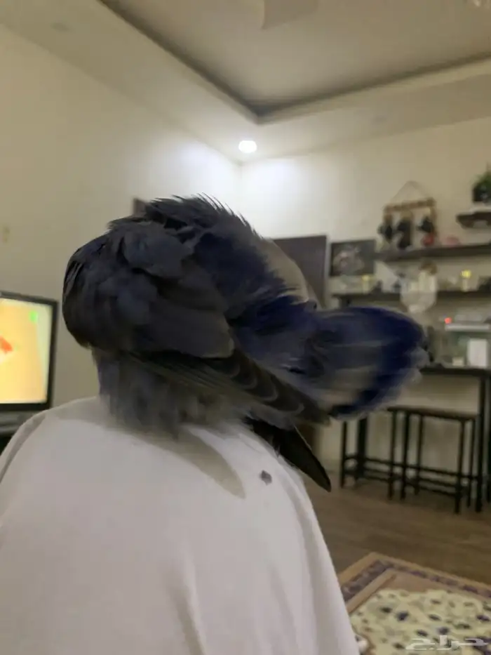 جوز روز اليفين جدا جدا جدا 18