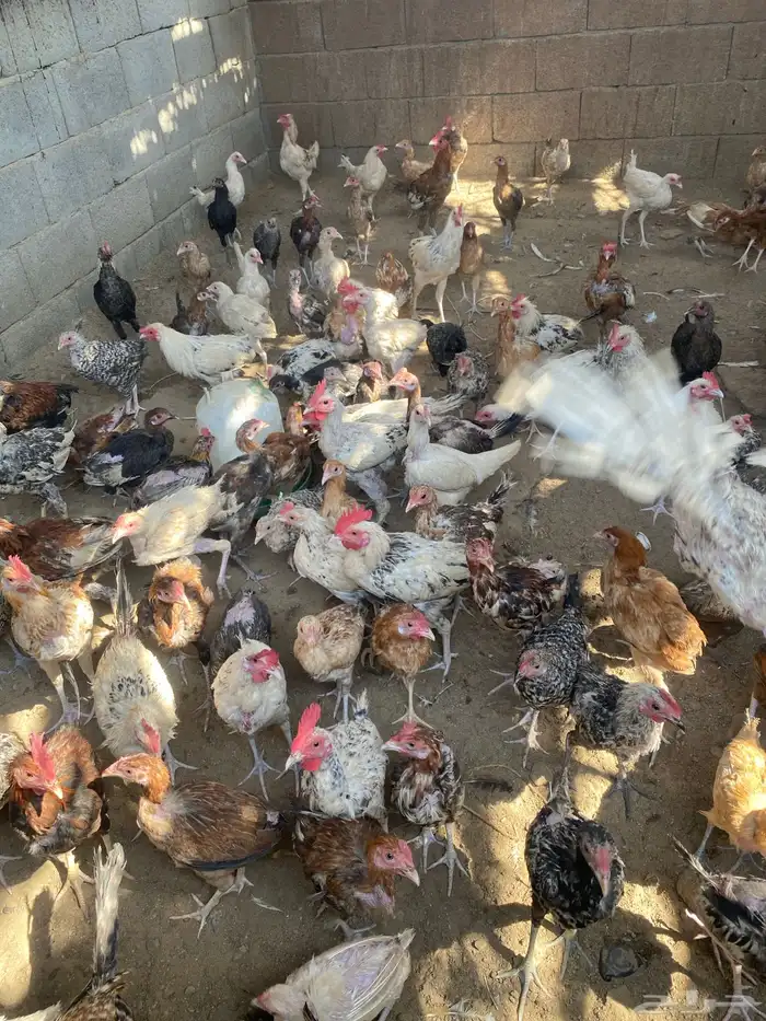 دجاج بلدي 10