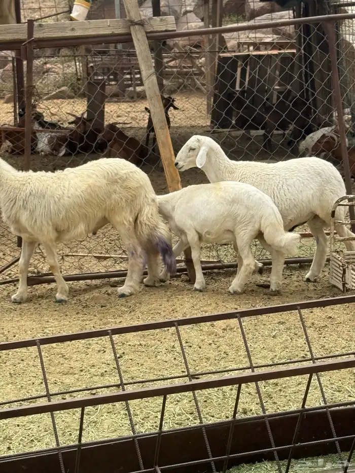 غنم للبيع 8