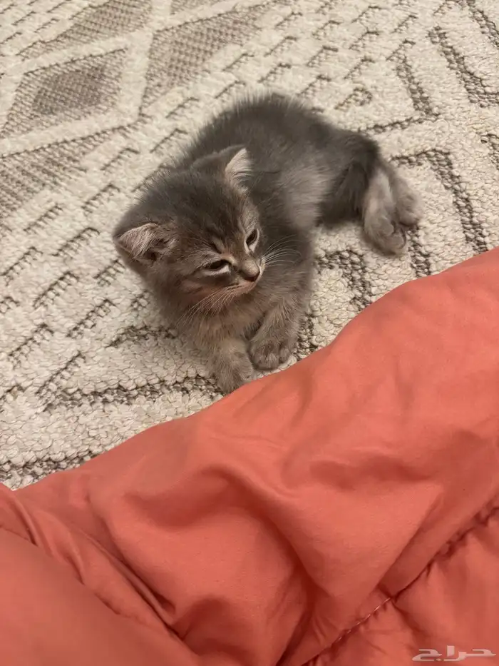 قط كيتن سكوتش فولد 1