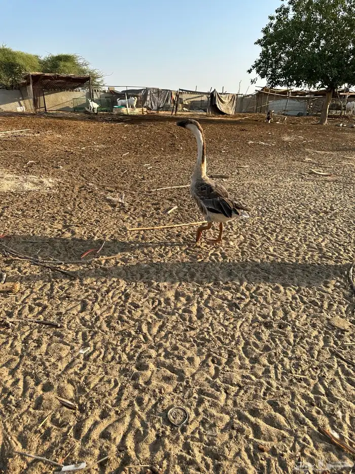للبيع وز عراقي اصيل 1