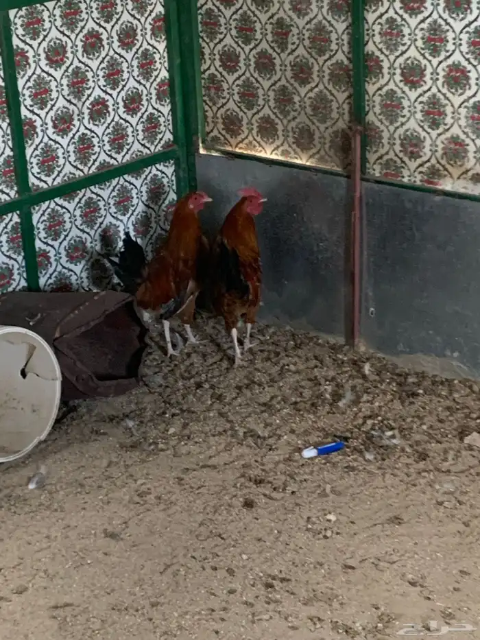 ديكين للبيع العدد  2 4