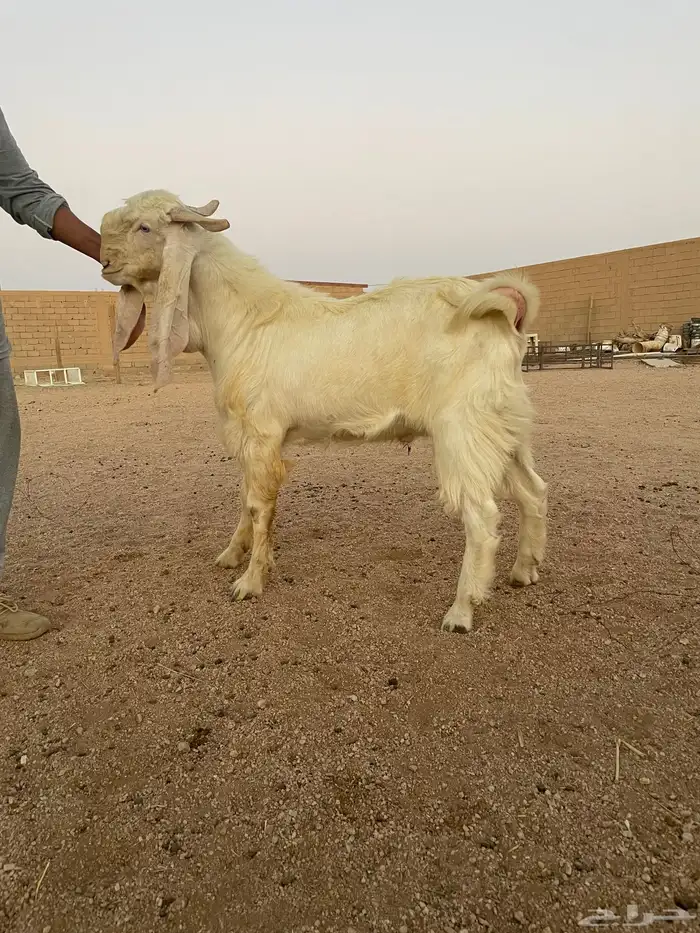 تيس مطور ابرص جذع مشروع فحل للمراح 0