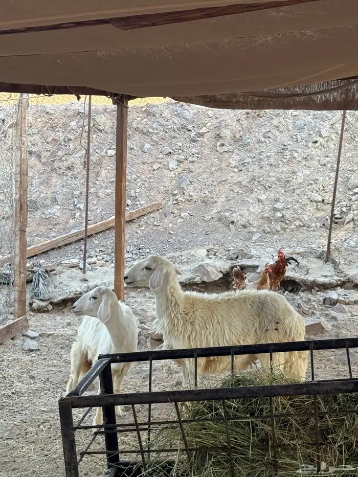 ثنتين رخال حريه 2