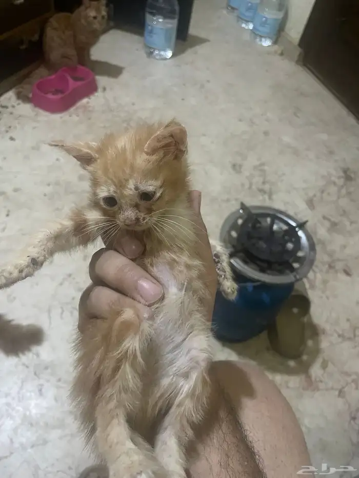 قطط للتبني 5