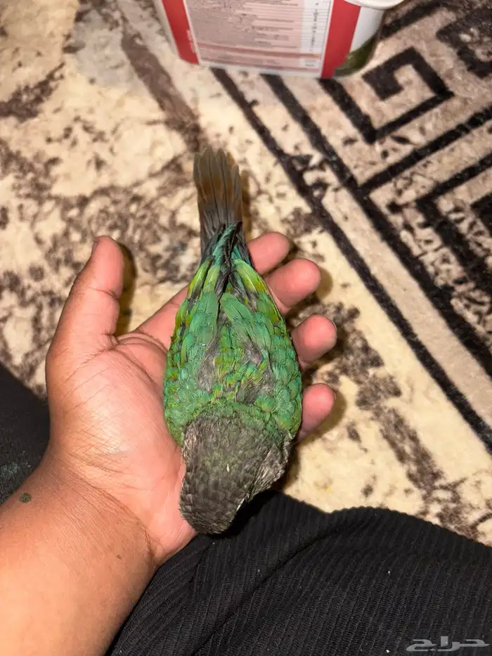 كنيور بلو شيك تم البيع 0