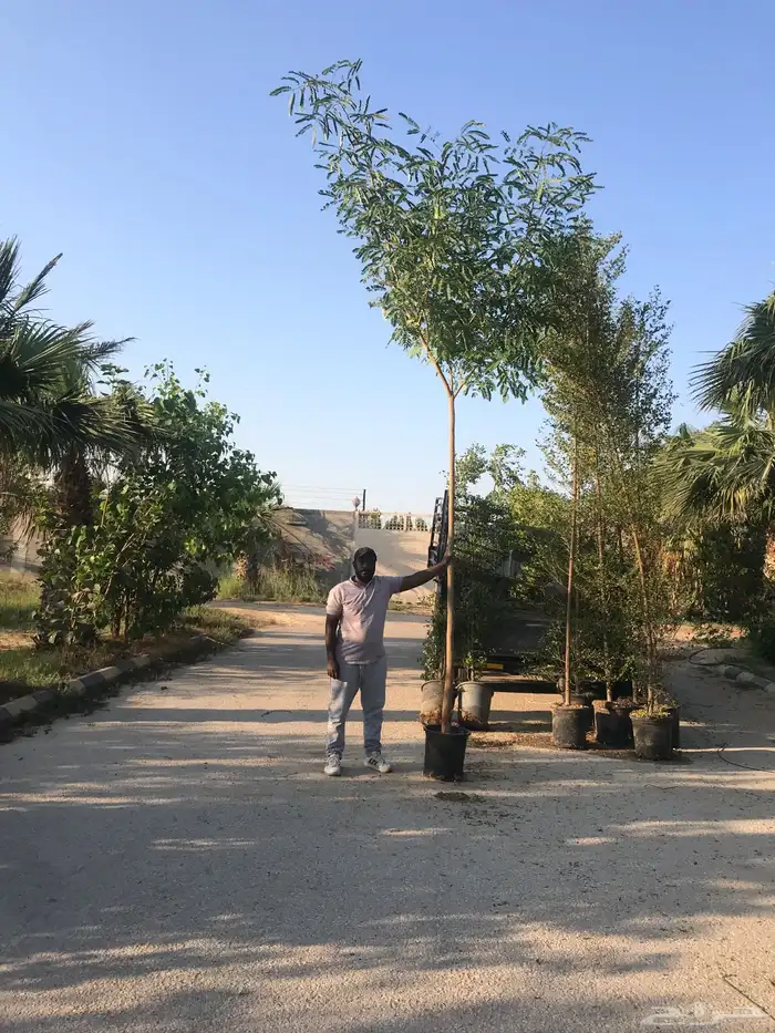 اشجار اللبخ 0