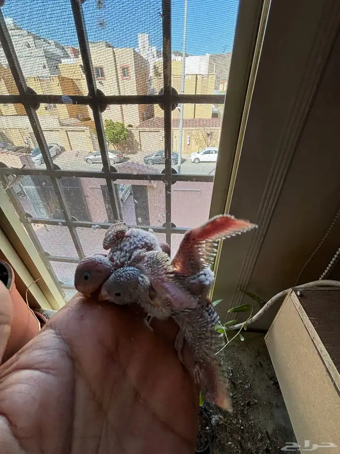 جوز بادجي فاخر مع فرخين 2