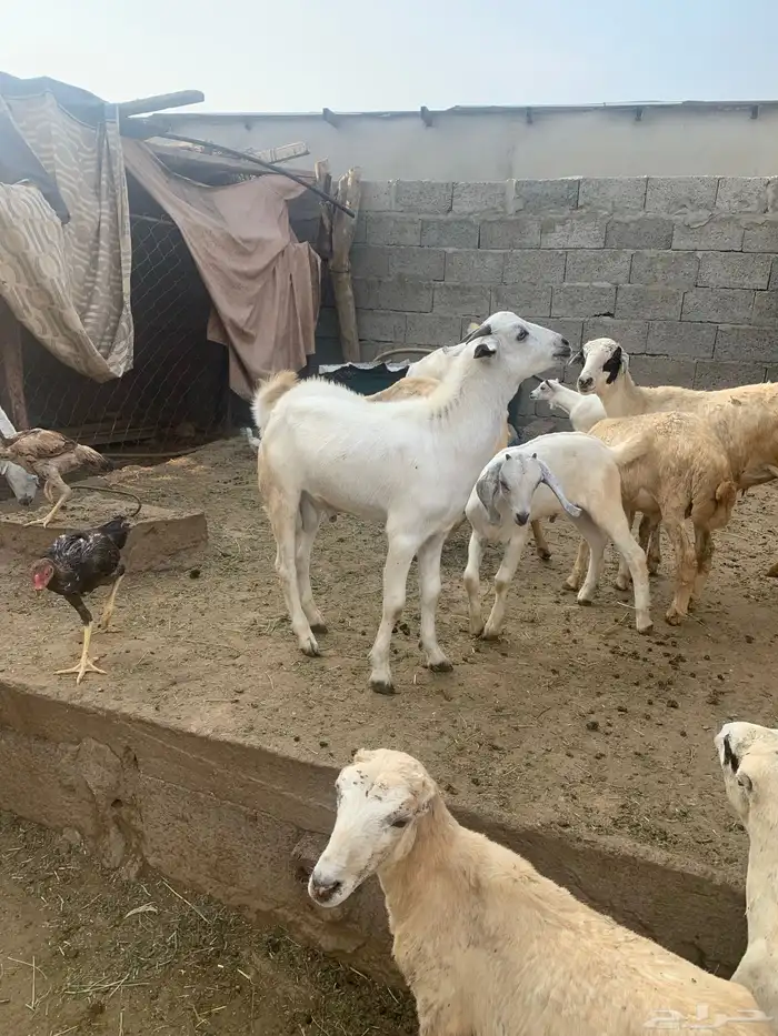 فرير مشروع فحل وثلاثه تيوس سمان ماشاءالله تبارك الله 11
