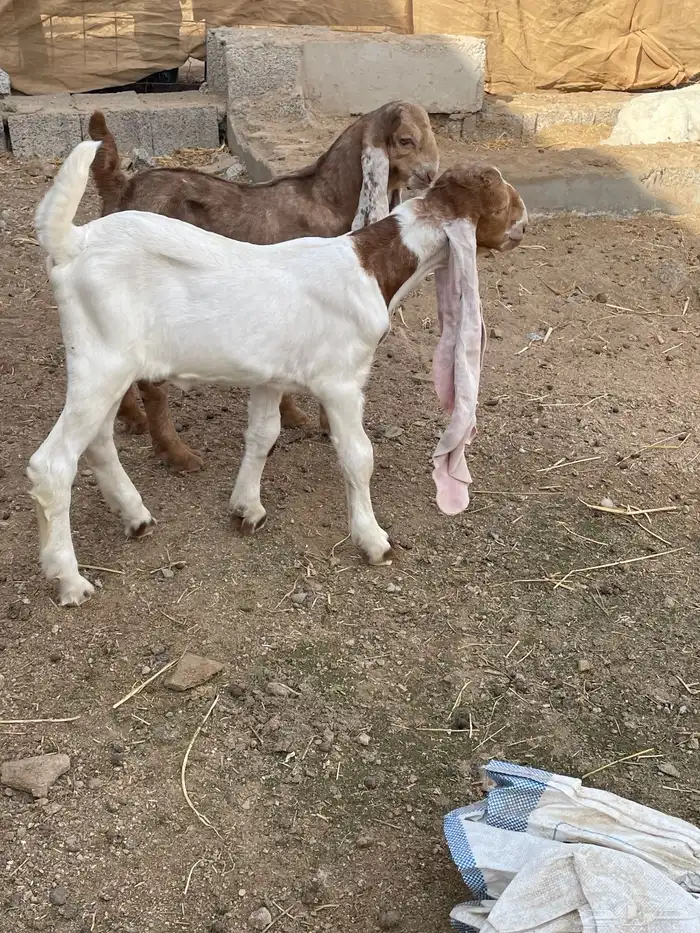 تيوس حجازي 1