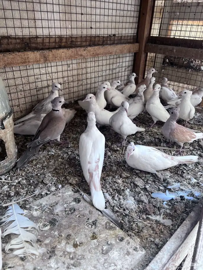 أجواز ياكريم منتجين 1