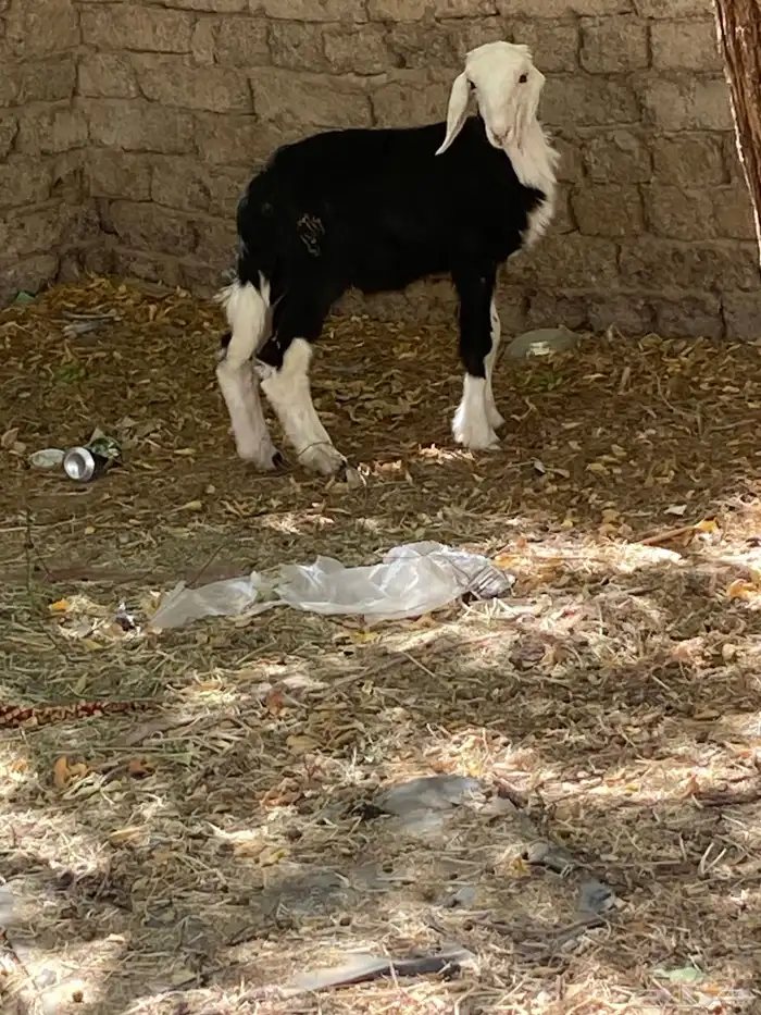 خروف نجدي صغير 0