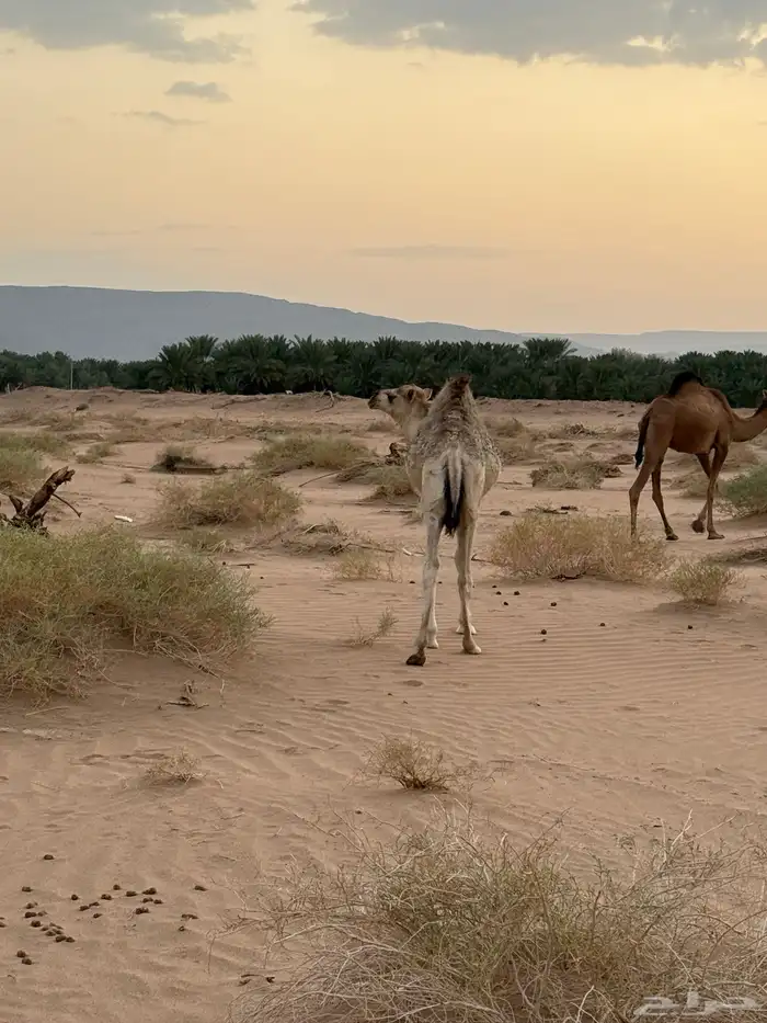 حاشي لباني سمين 1