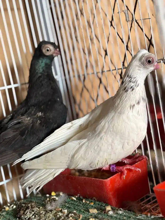 اجواز كورية فاخره ومنتجه 1