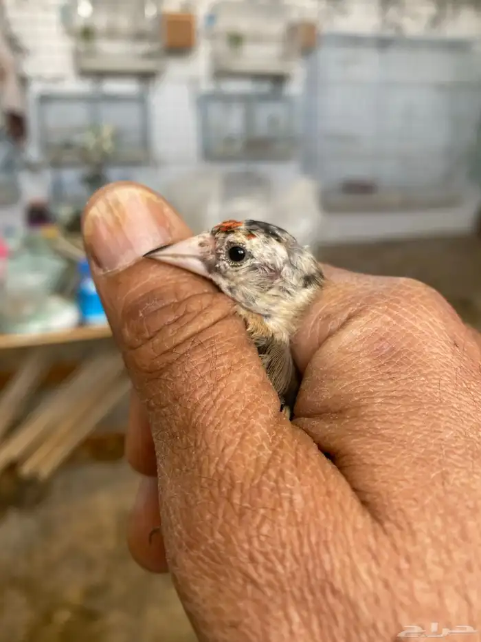 حسون ذكر فرخ تم البيع 0