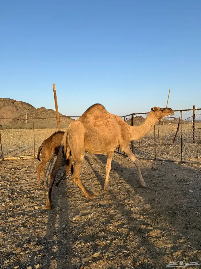 خلفة حمرا تحتها بكرة 4