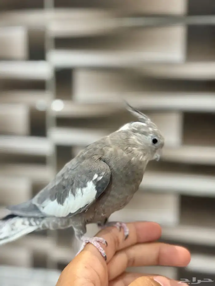 كروان جوز هولندي 1