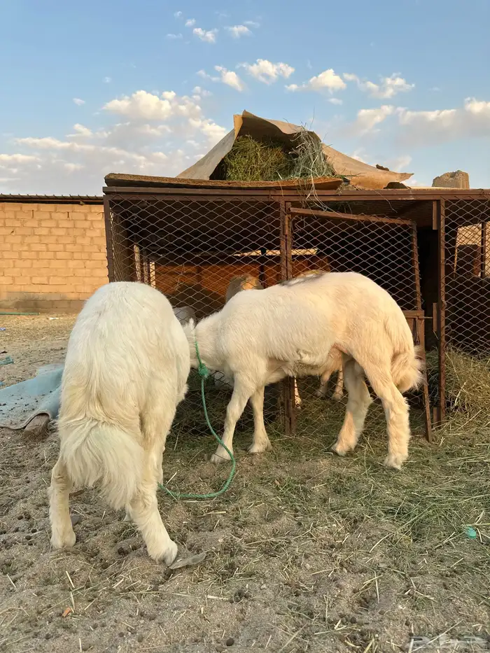 طلي والرخل انباعت 1