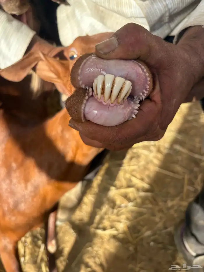 معز جنوبيه دفيع 6