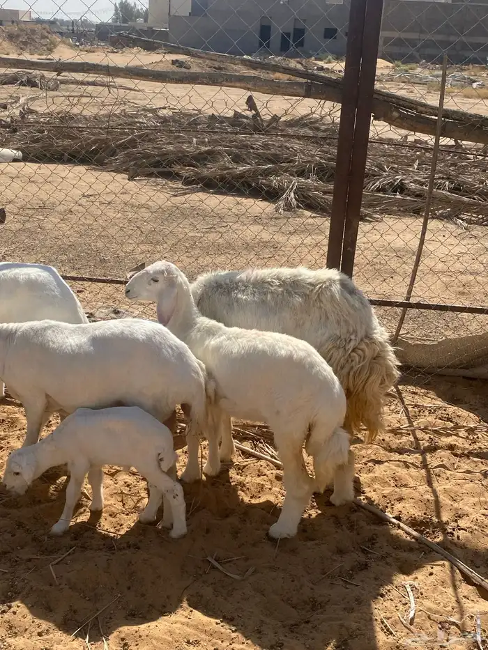 حريه والد. ورفيديات مواليد 4