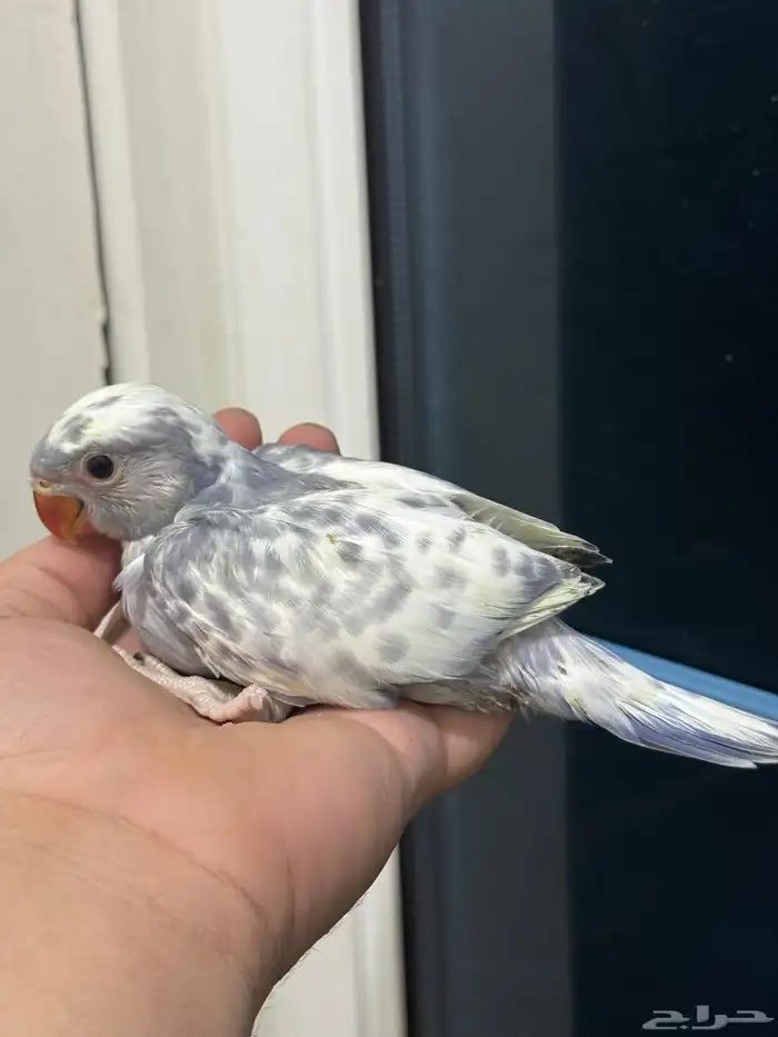 فروخ درة طفرات رسيسف بايد فايلوت المميز_للمميز 2