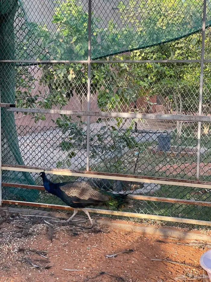 طاووس هندي ذكر 0