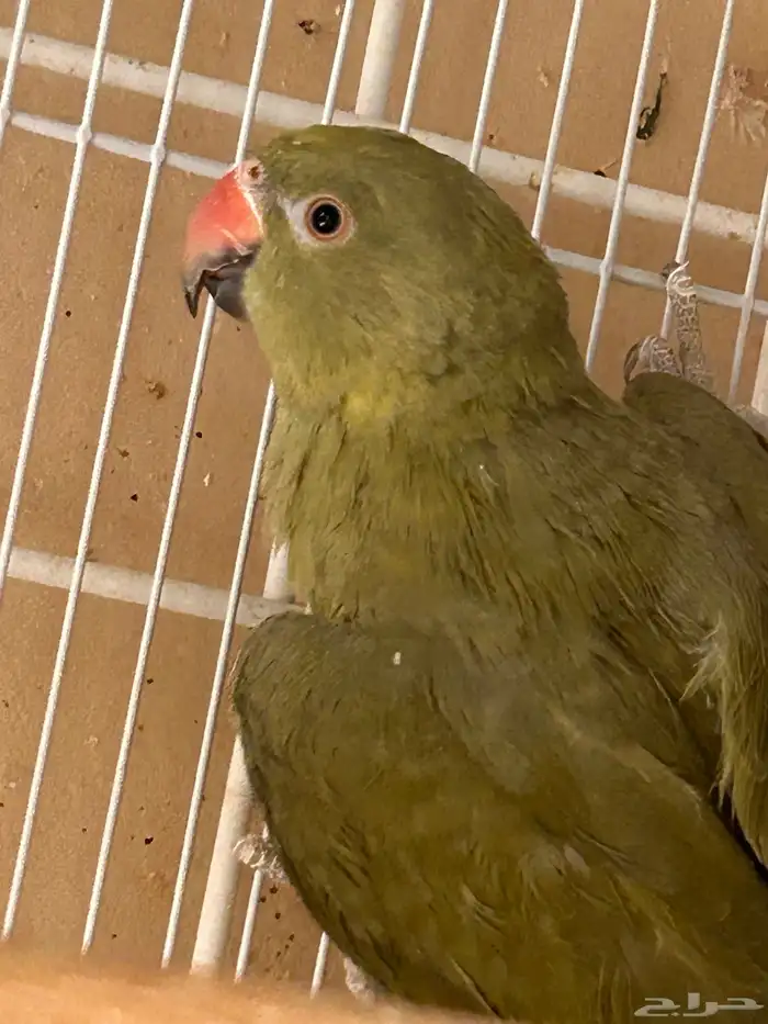 ببغاء درة  ذكور بشهادات تحليل صحة 100 1