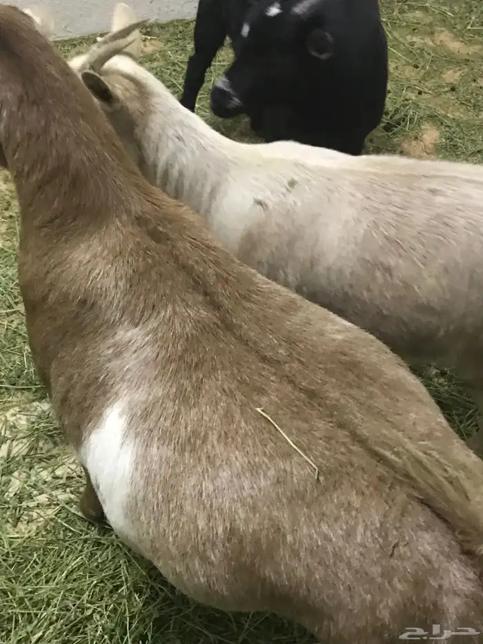 ماعز قزم 4