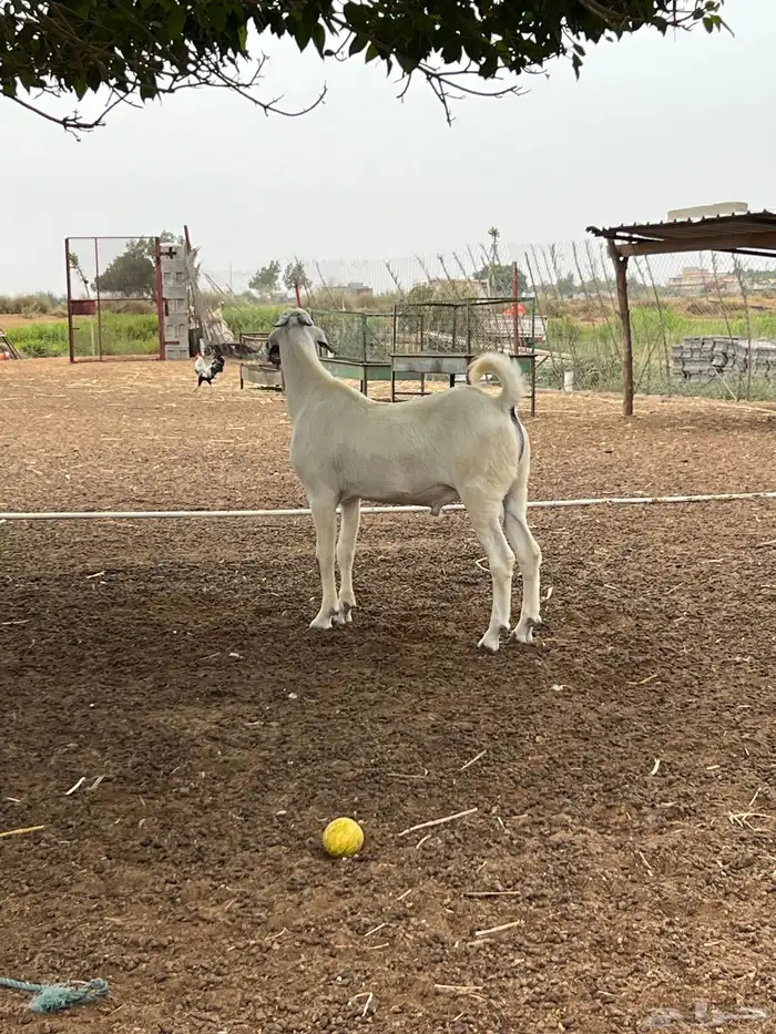 مشروع فحل بيشي فاخر 0