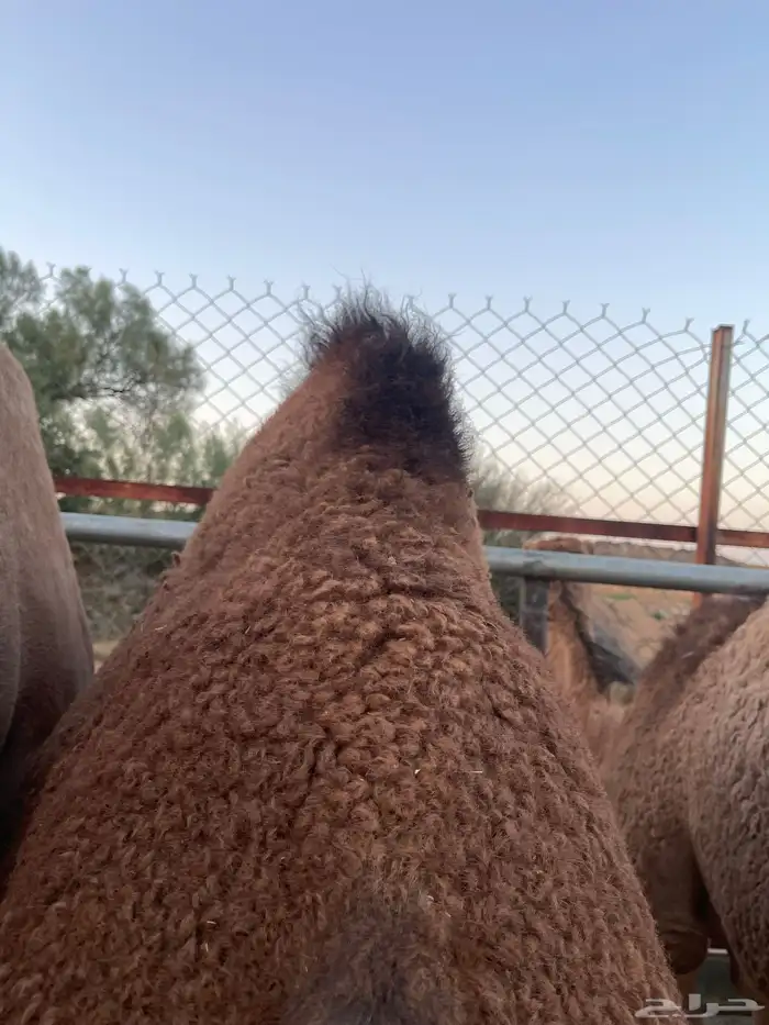 حاشي ساحلي للبيع 0