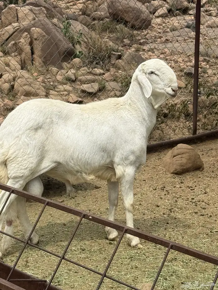 غنم للبيع 1