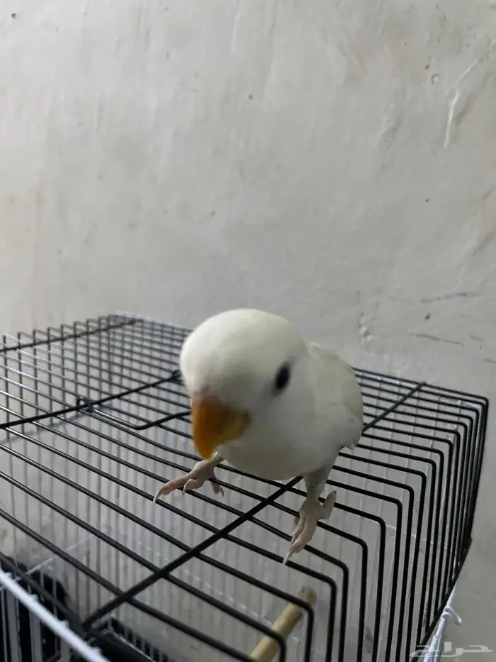 فرخ روز ألون ابيض  ثلجي الصحه ميه ميه. اليف نهايه غر 1