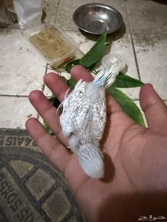 فروخ غر للبيع 2