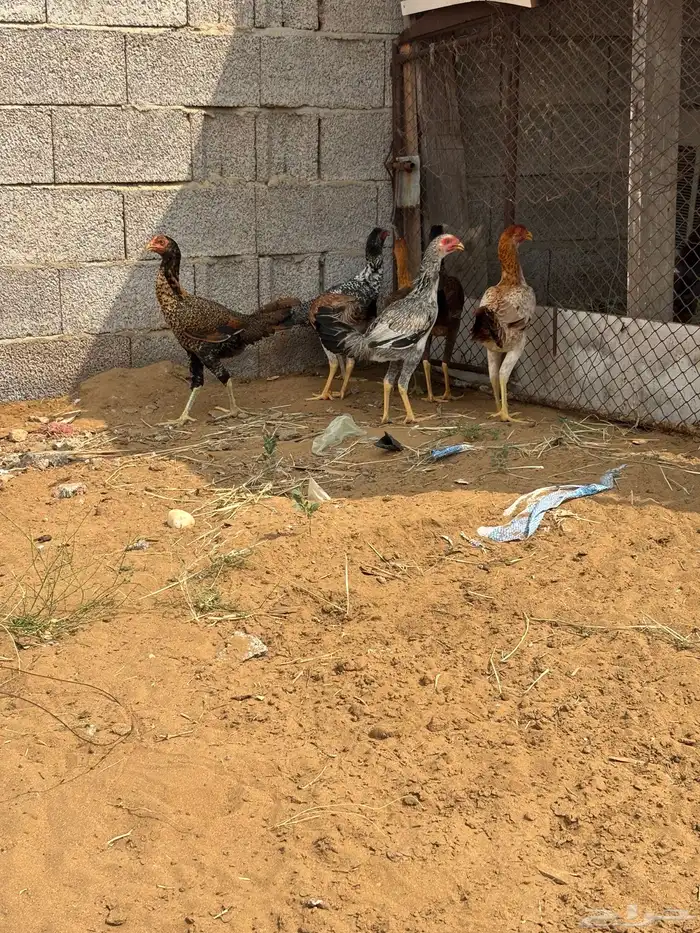 دجاج ابوهم شامو الأم كويتيه 1